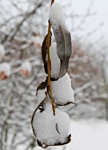 Wilgenblad in sneeuw, Almere 17-12-2009